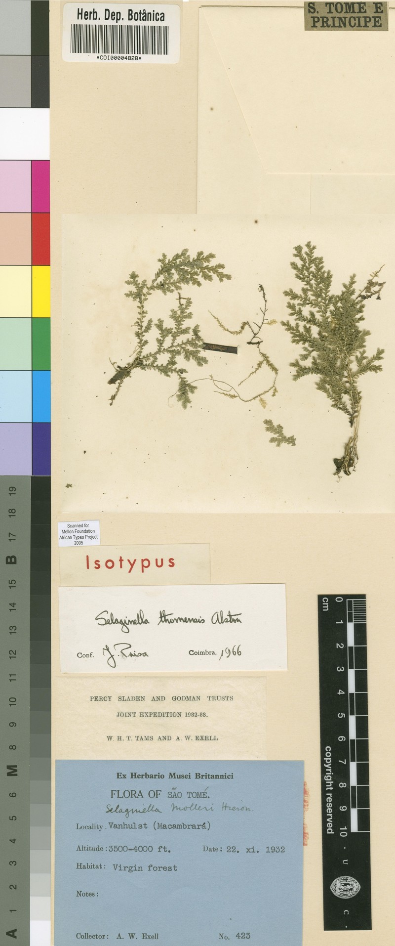 Selaginella thomensis