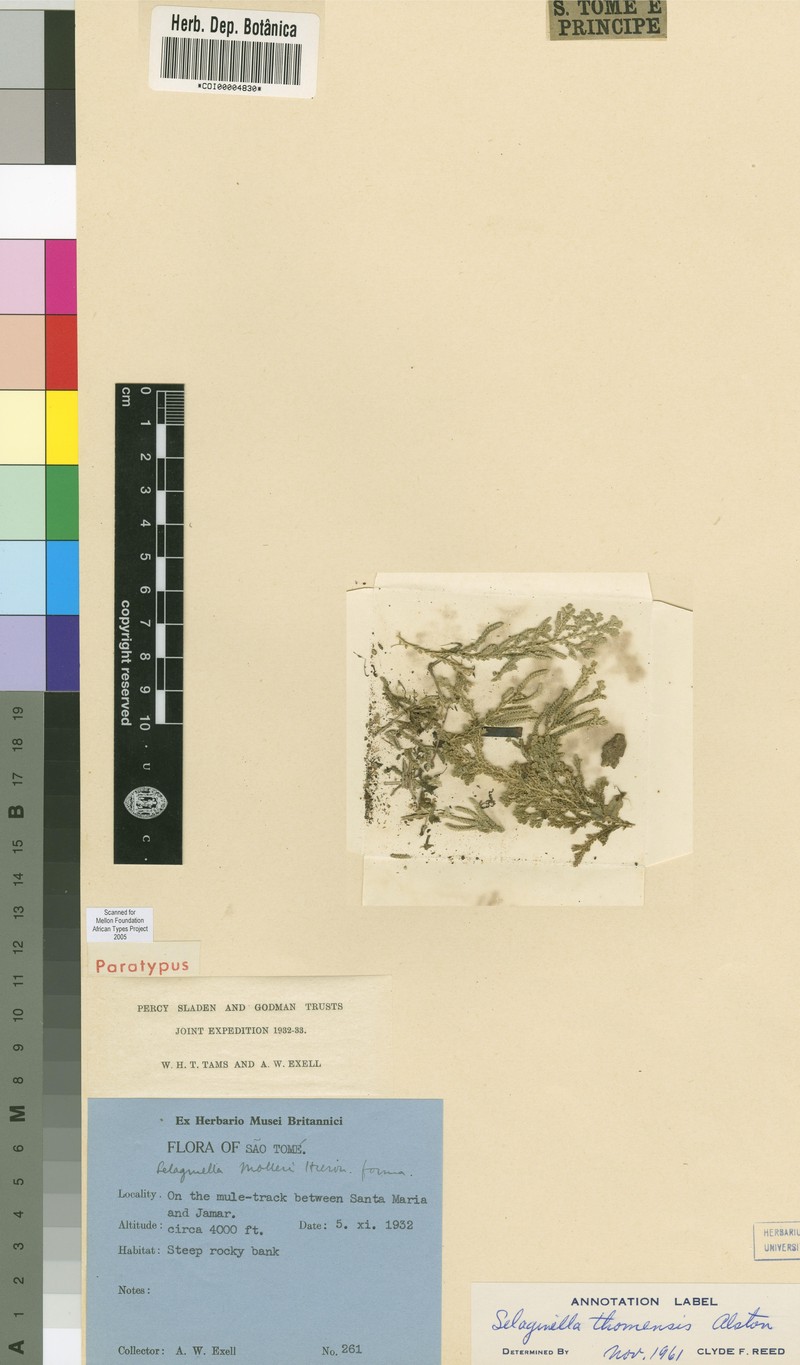 Selaginella thomensis photo 4