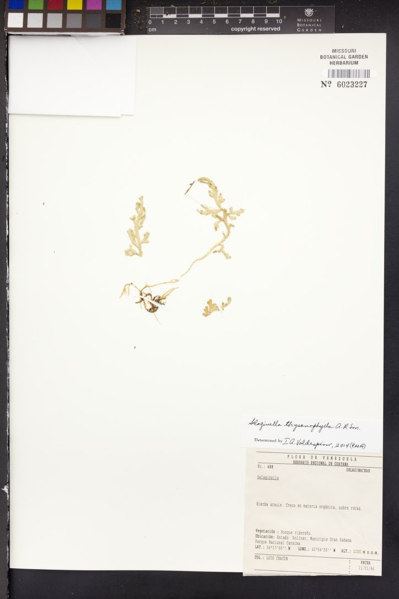 Selaginella thysanophylla