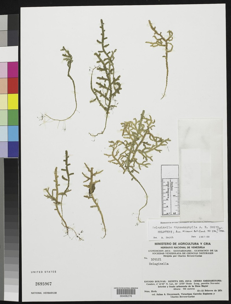 Selaginella thysanophylla photo 2