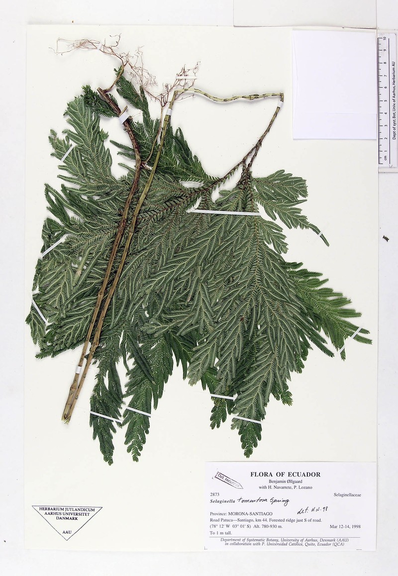 Selaginella tomentosa