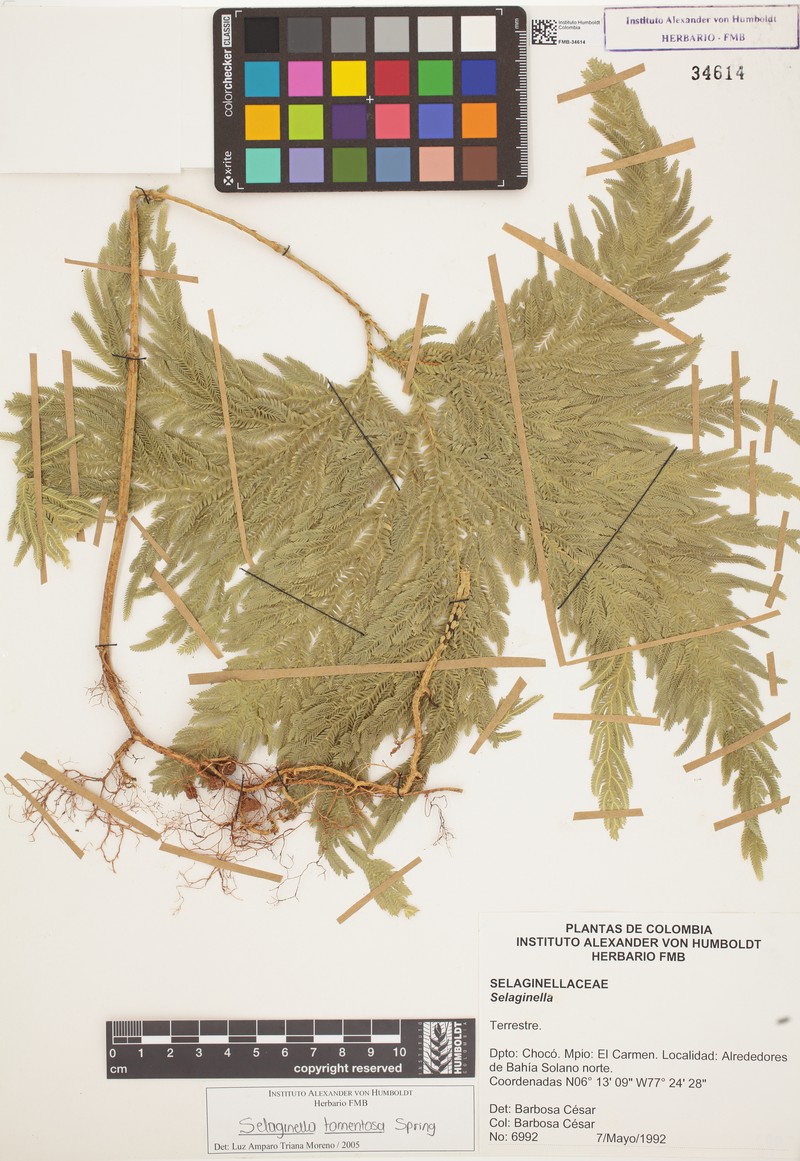 Selaginella tomentosa photo 2