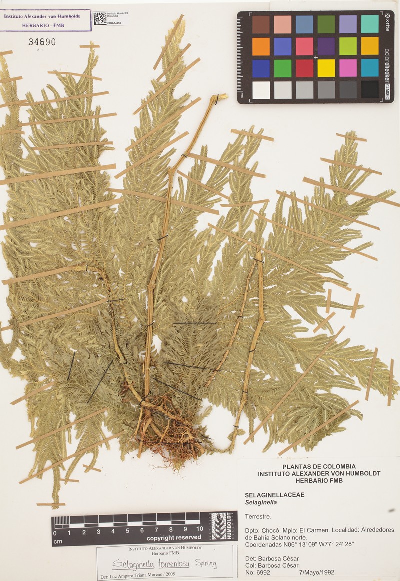 Selaginella tomentosa photo 3