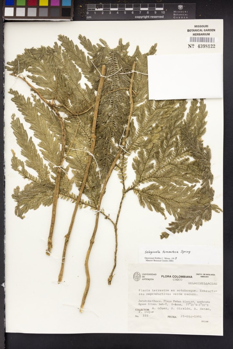 Selaginella tomentosa photo 4