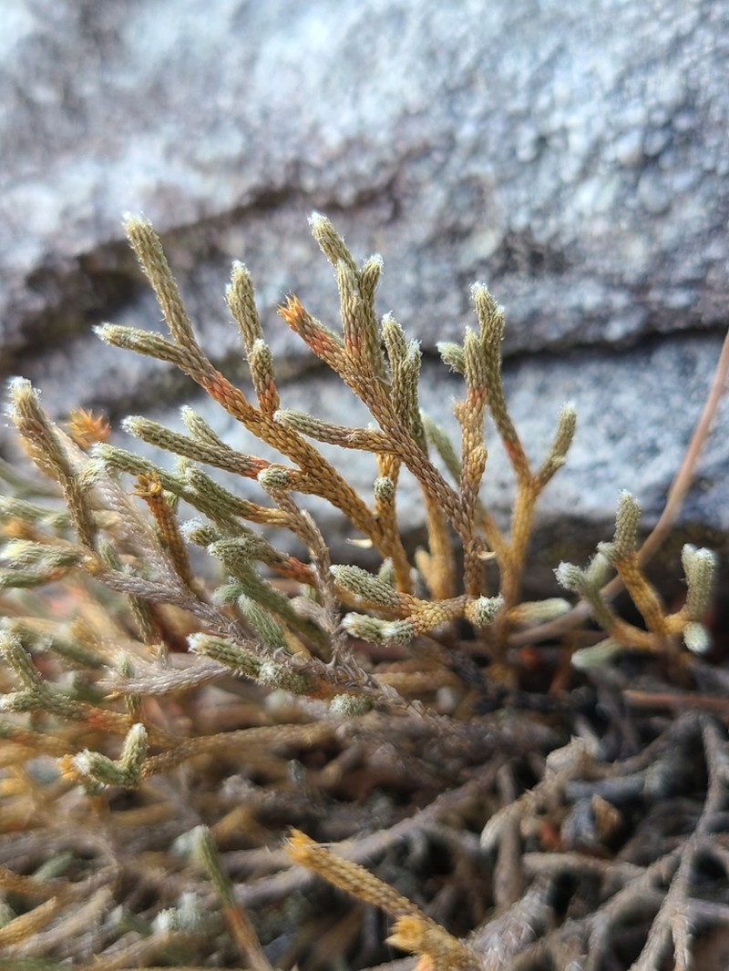 Twistedhair Spikemoss photo 2