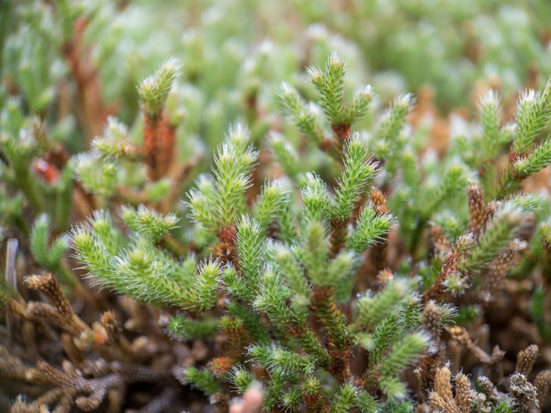 Twistedhair Spikemoss photo 3