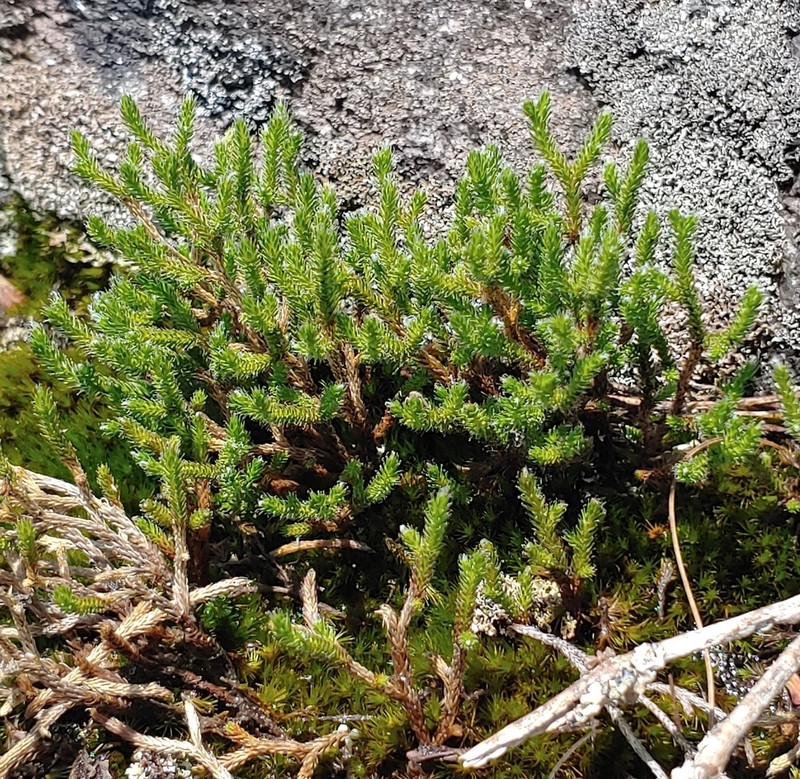 Twistedhair Spikemoss photo 4