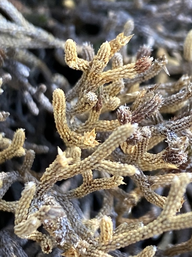 Twistedhair Spikemoss photo 5