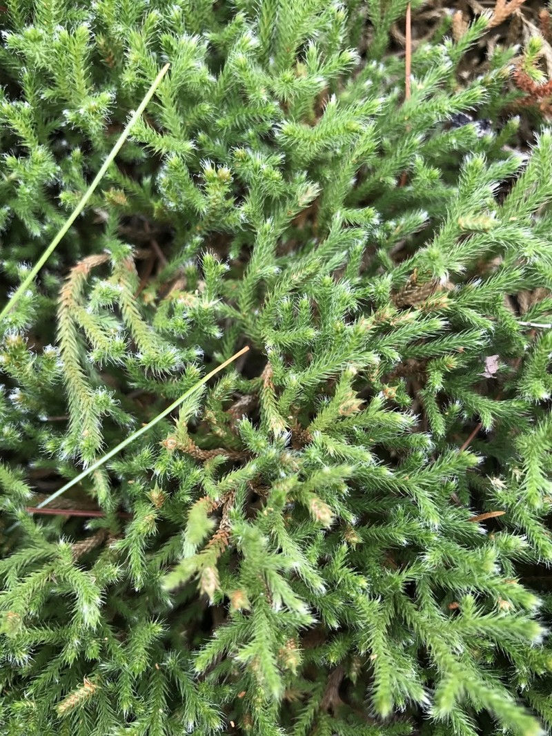 Twistedhair Spikemoss photo 6