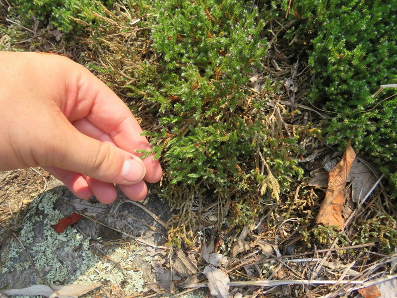 Twistedhair Spikemoss photo 7