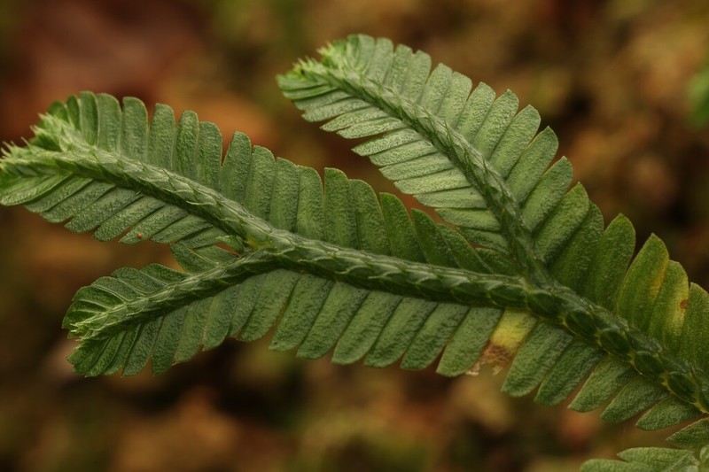 Selaginella trachyphylla