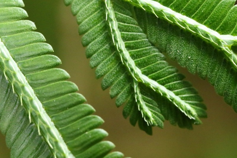 Selaginella trachyphylla photo 2