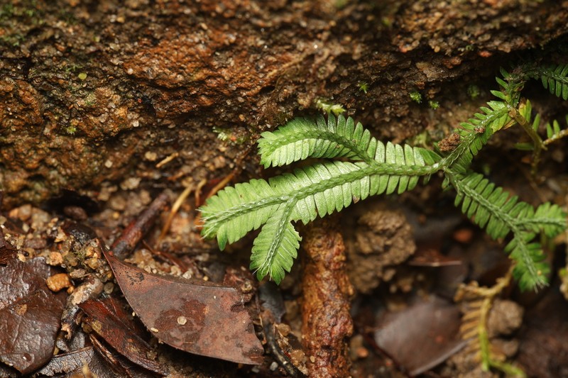 Selaginella trachyphylla photo 3