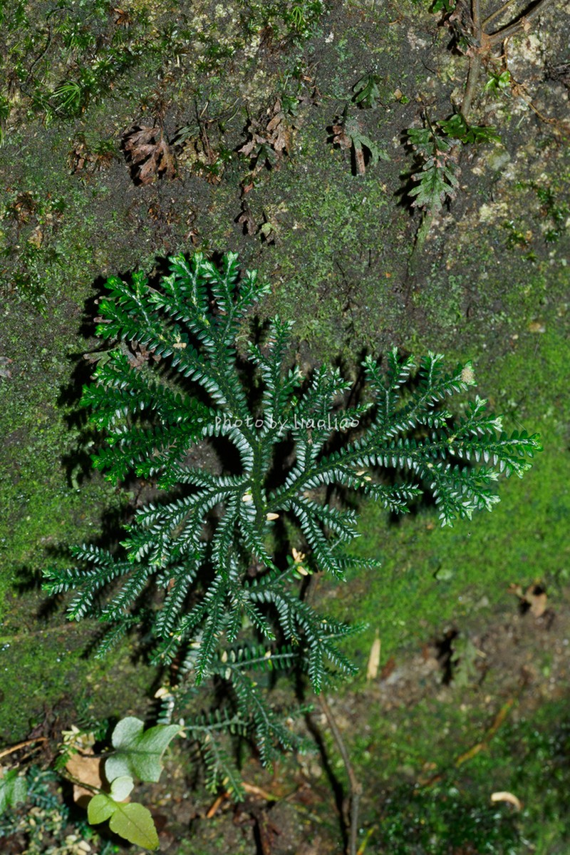 Selaginella trachyphylla photo 4