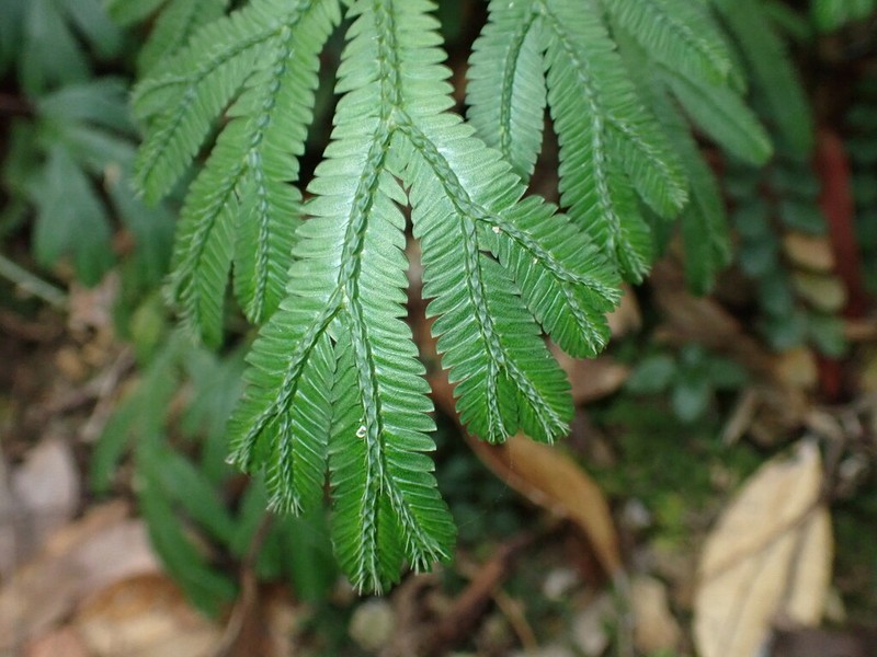 Selaginella trachyphylla photo 5