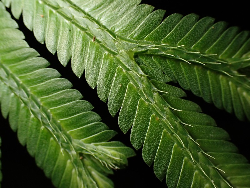 Selaginella trachyphylla photo 6
