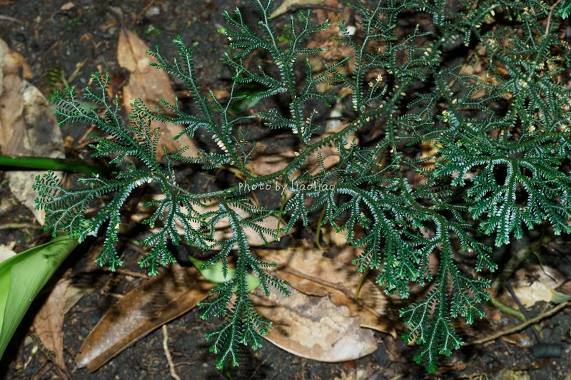Selaginella trachyphylla photo 7