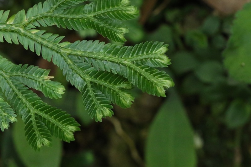 Selaginella trachyphylla photo 8