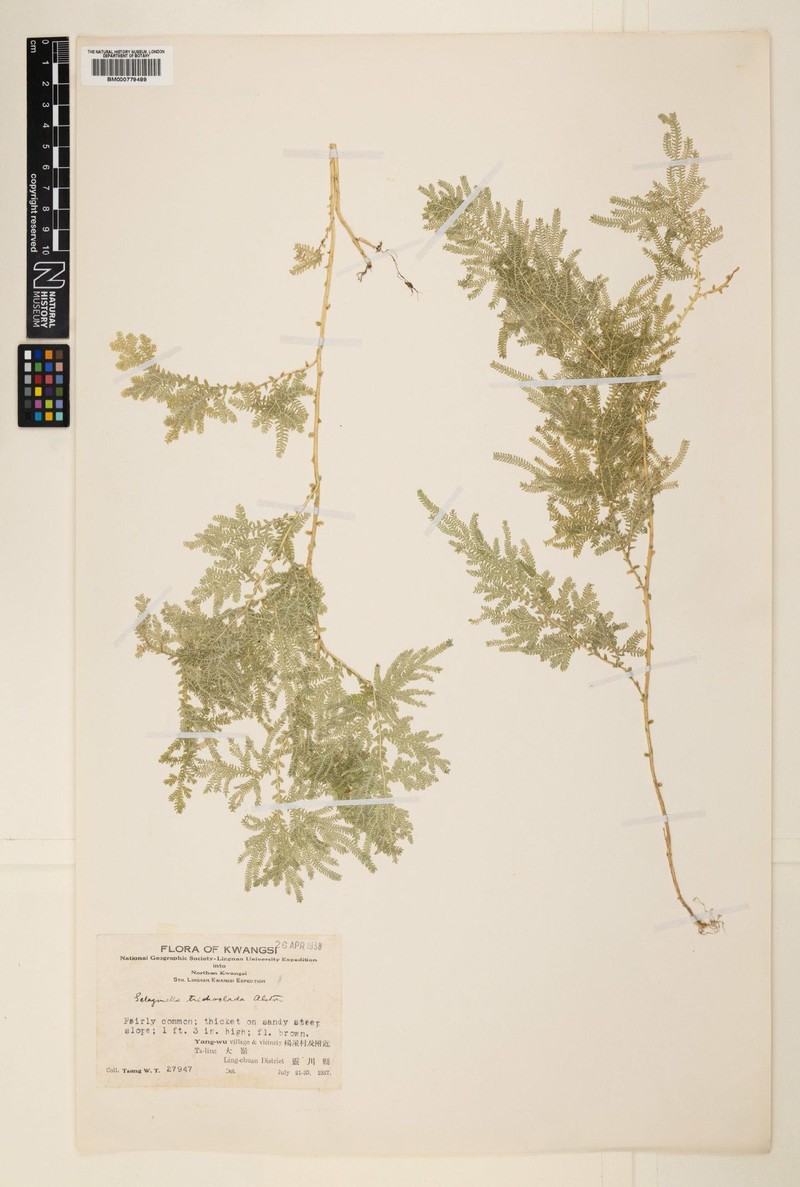 Selaginella trichoclada