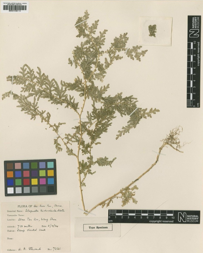 Selaginella trichoclada photo 2