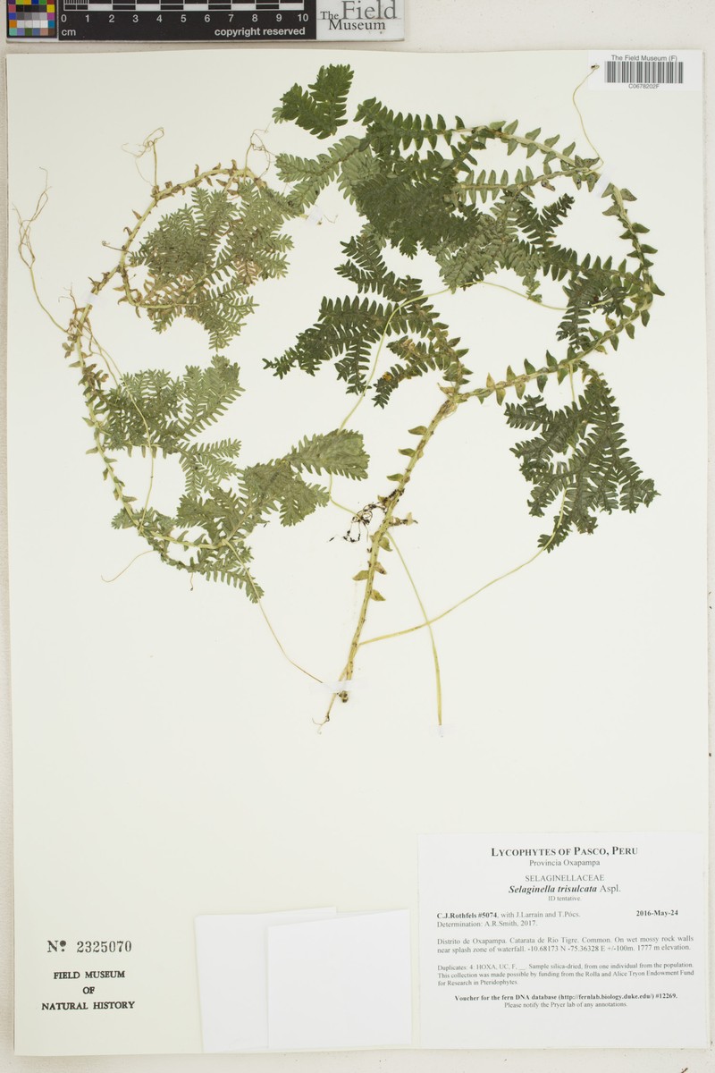 Selaginella trisulcata