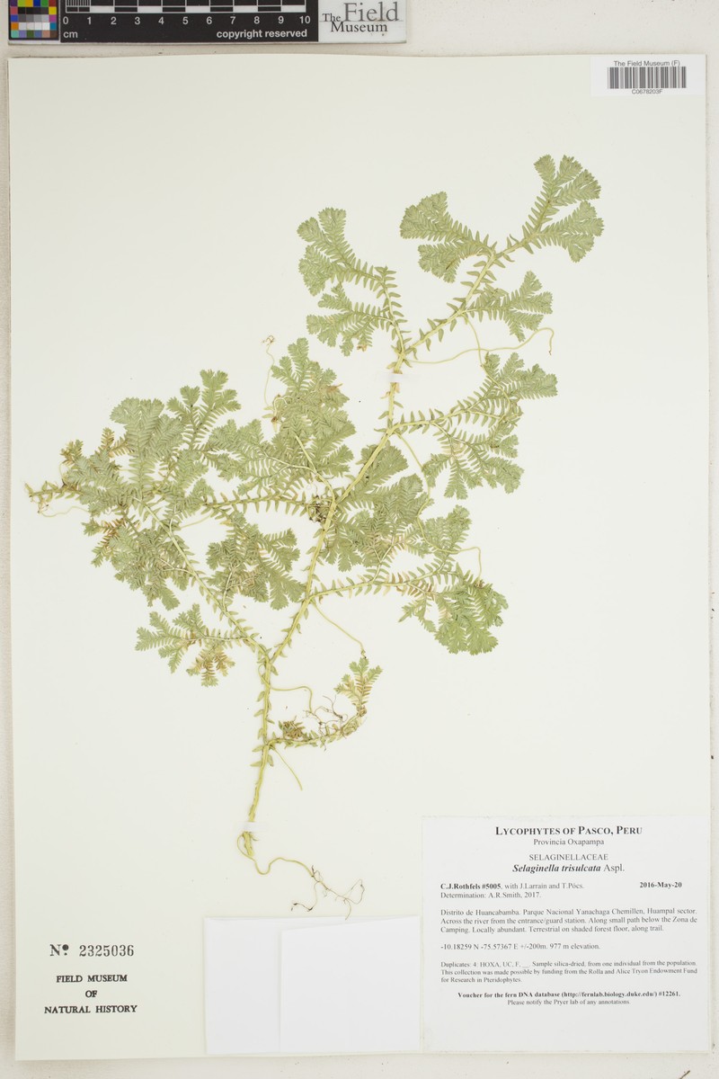 Selaginella trisulcata photo 2