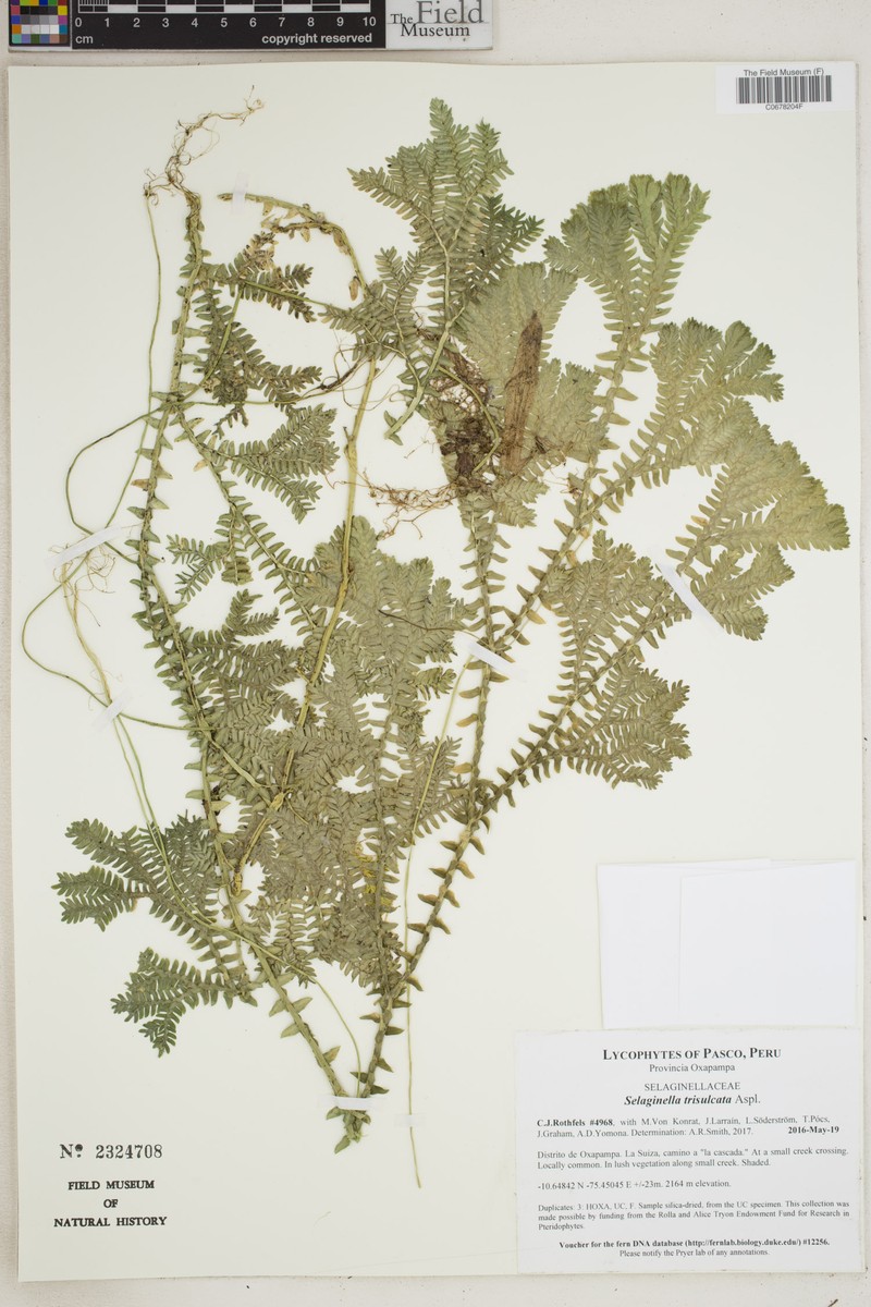 Selaginella trisulcata photo 3