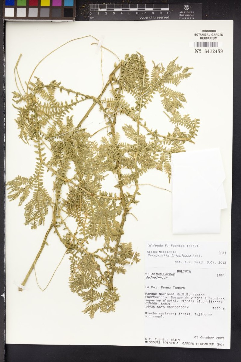 Selaginella trisulcata photo 4