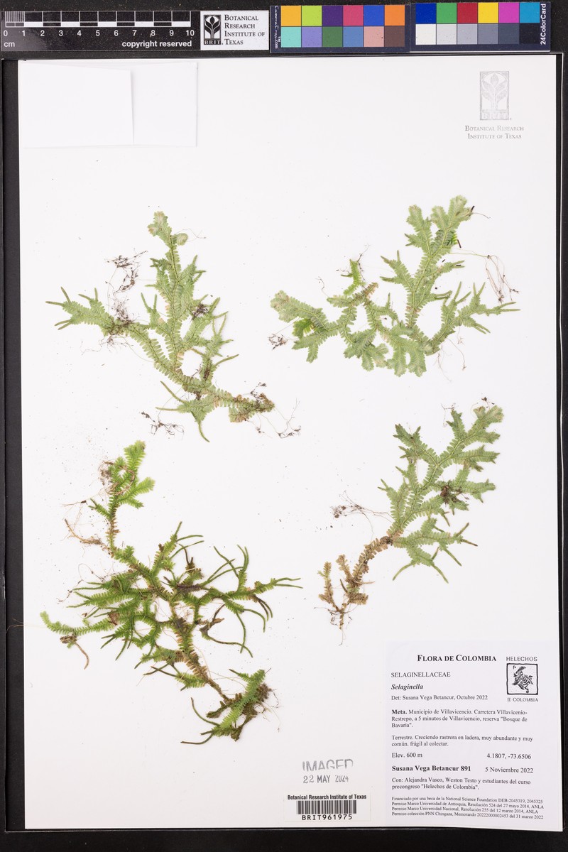Selaginella truncata