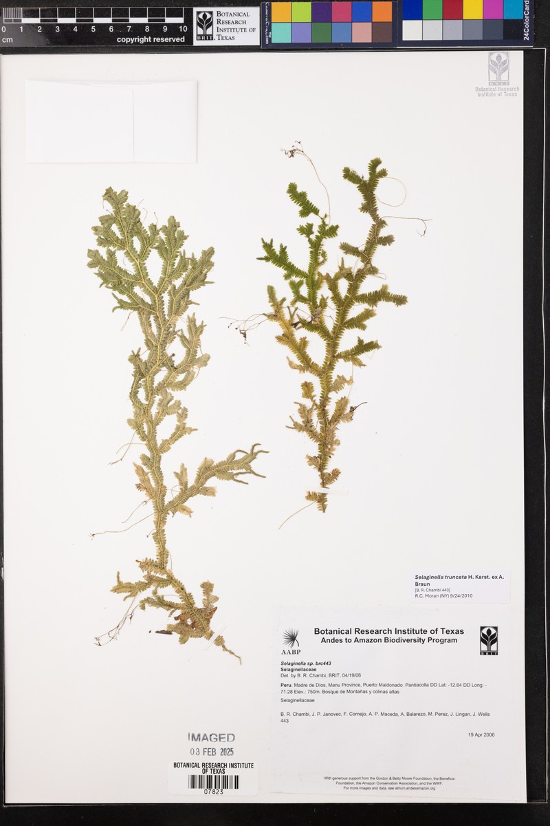 Selaginella truncata photo 2