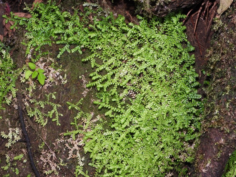 Selaginella tuberculata