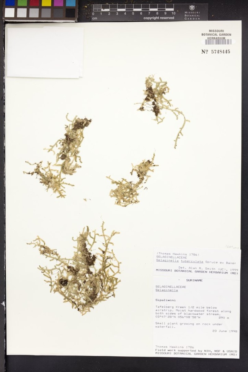 Selaginella tuberculata photo 2