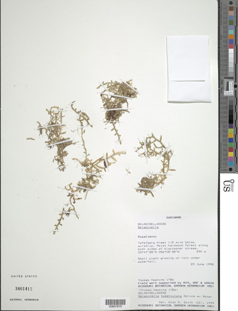 Selaginella tuberculata photo 3
