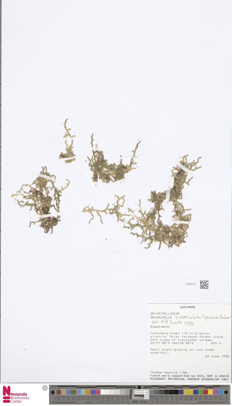 Selaginella tuberculata photo 4