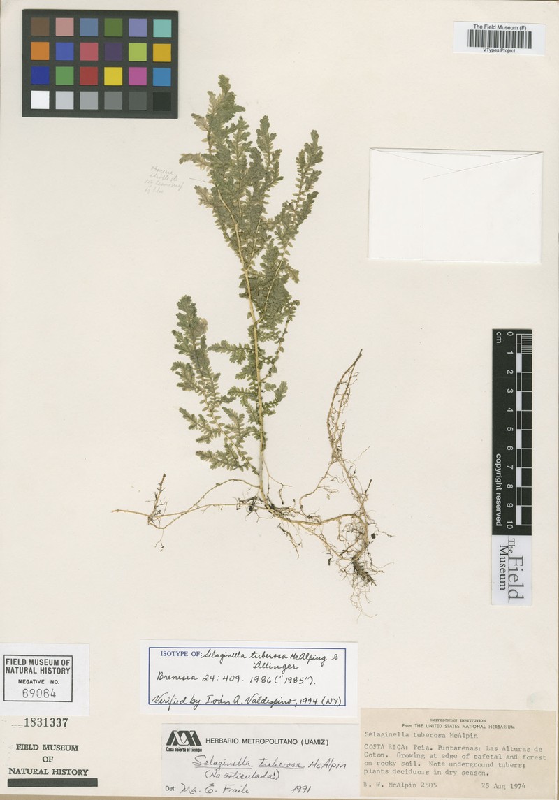 Selaginella tuberosa