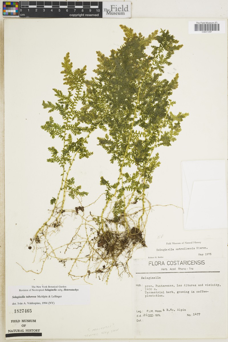 Selaginella tuberosa photo 2