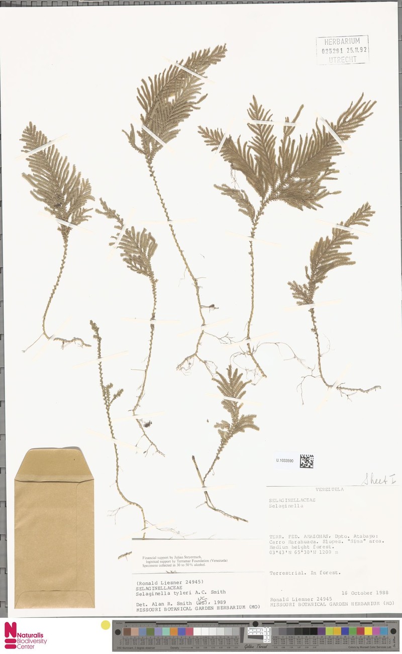 Selaginella tyleri