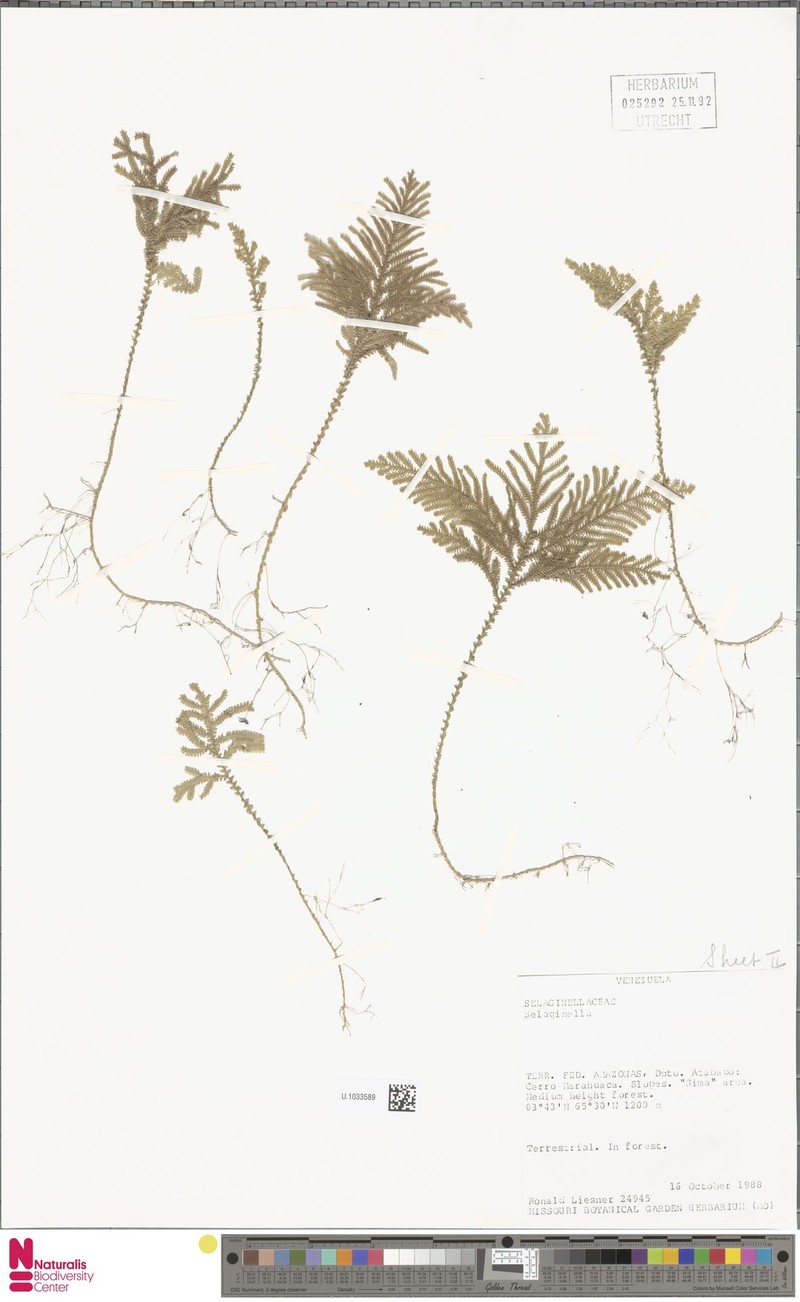 Selaginella tyleri photo 2