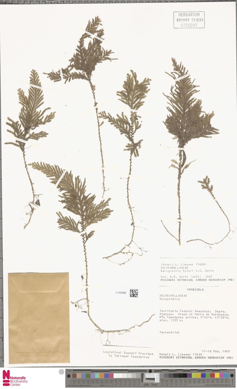 Selaginella tyleri photo 3