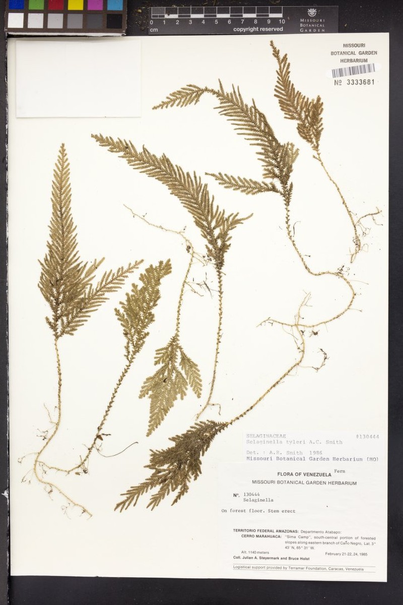 Selaginella tyleri photo 4
