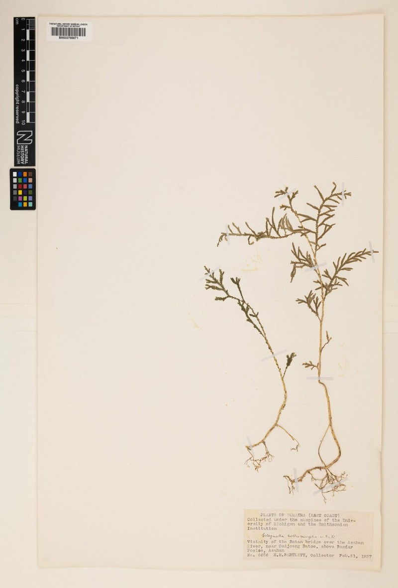 Selaginella tylophora