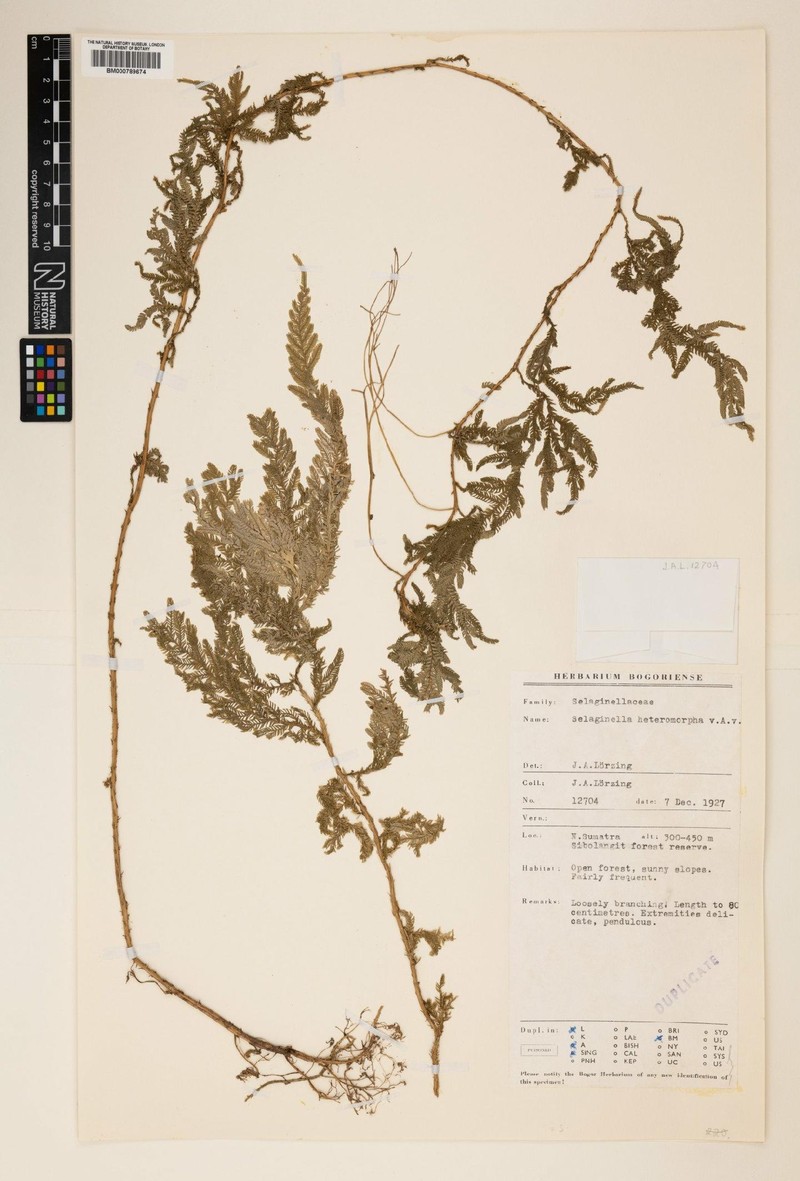 Selaginella tylophora photo 2
