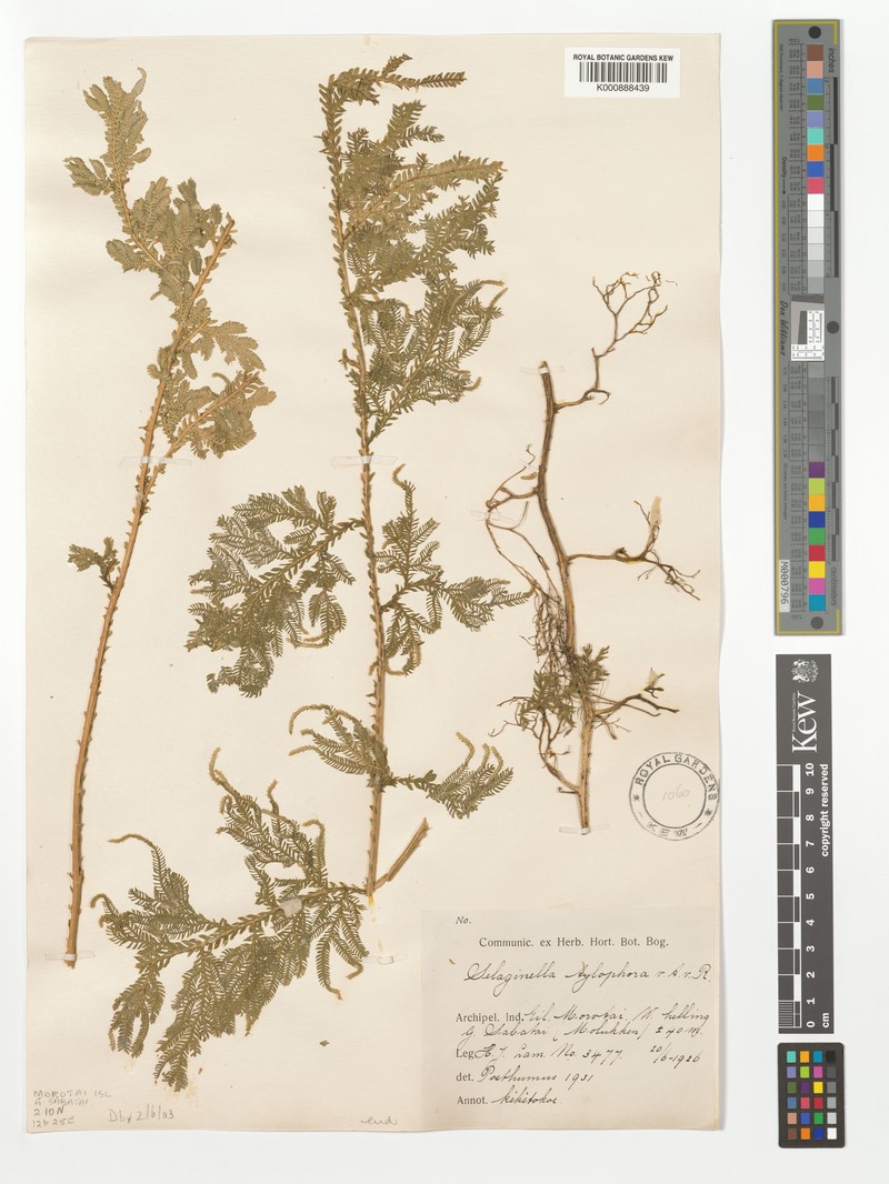 Selaginella tylophora photo 3