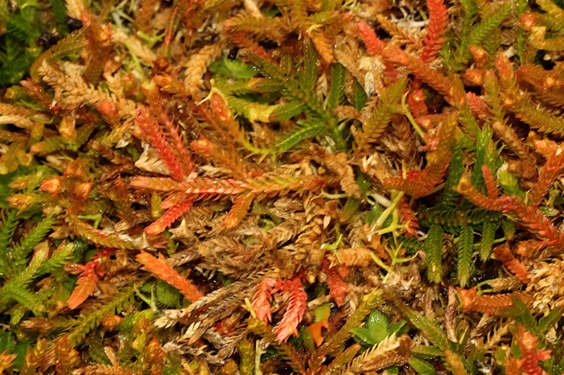Selaginella uliginosa
