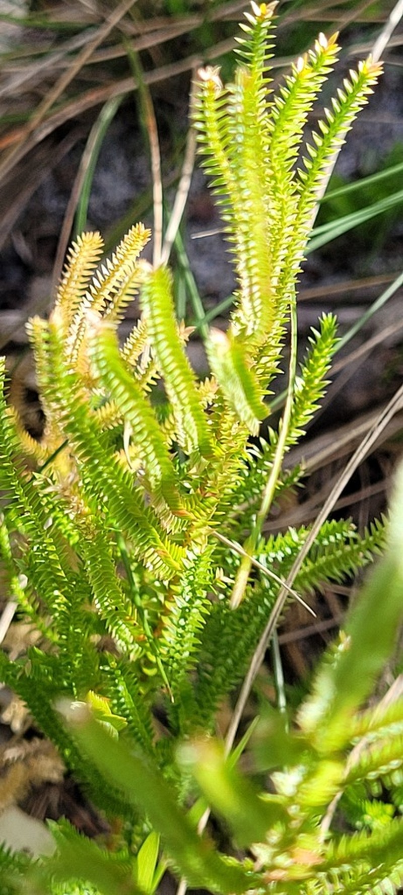 Selaginella uliginosa photo 2