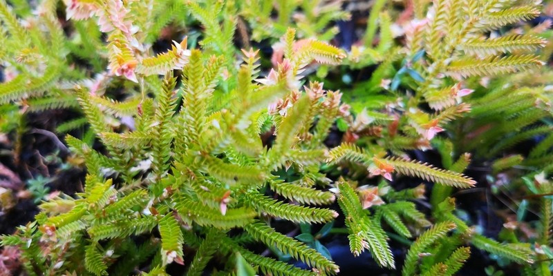 Selaginella uliginosa photo 3