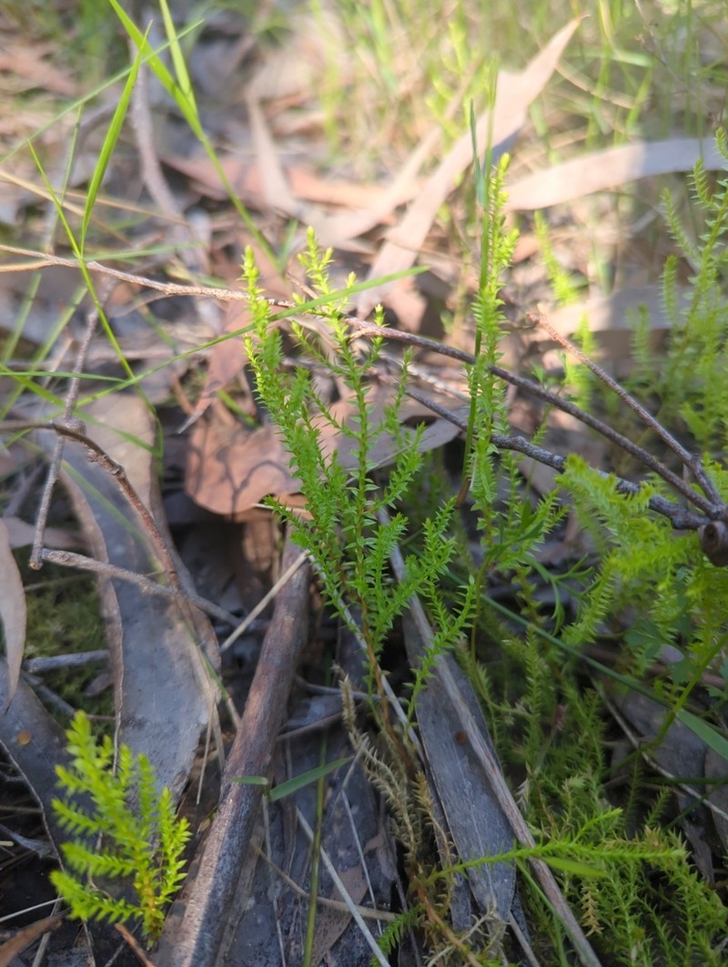 Selaginella uliginosa photo 4