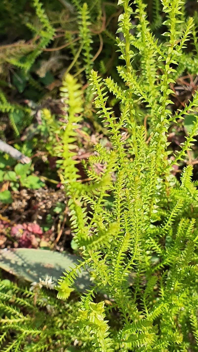 Selaginella uliginosa photo 5