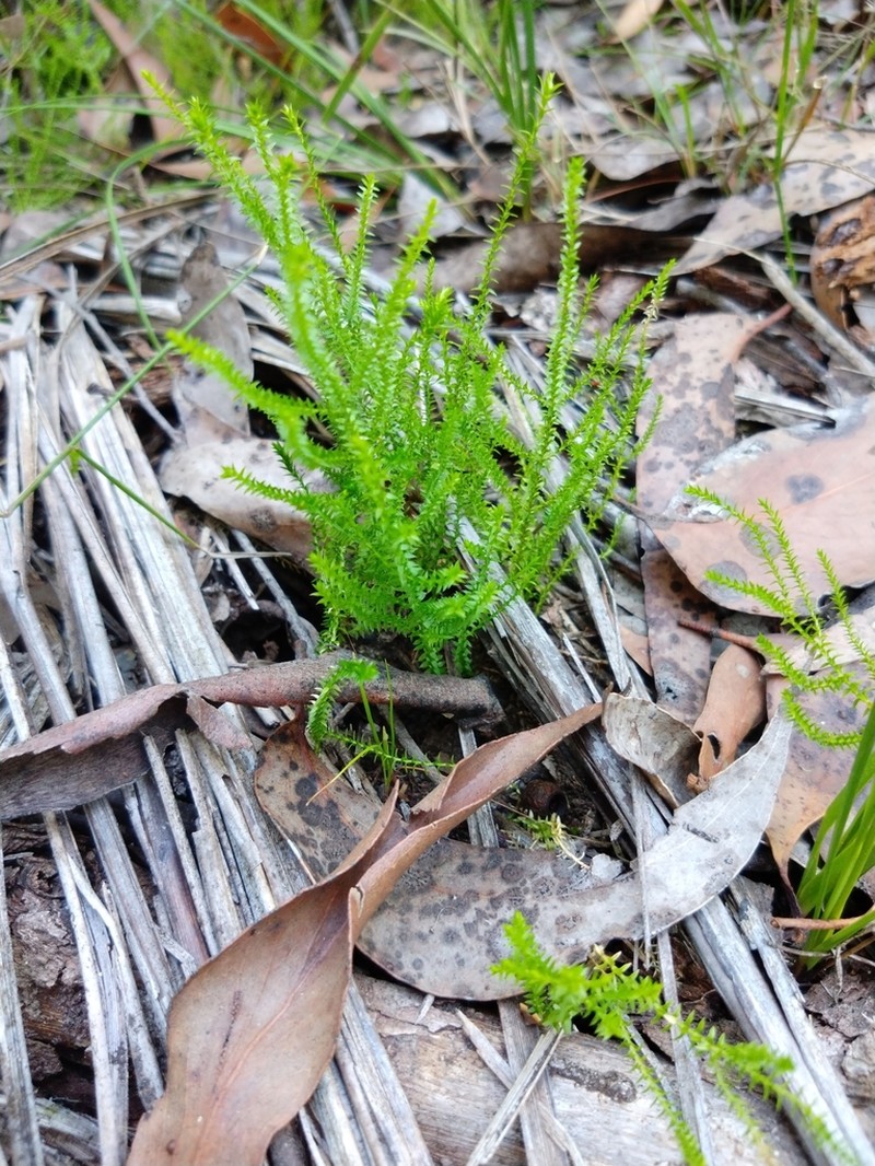 Selaginella uliginosa photo 6