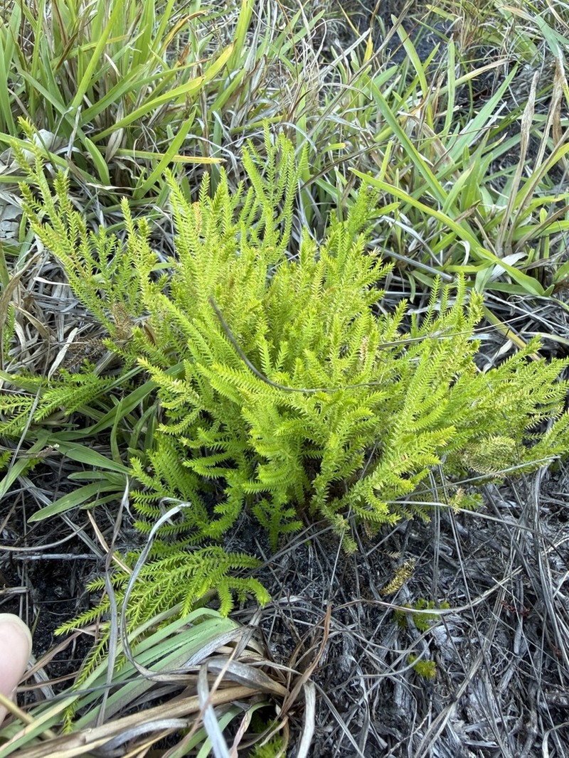 Selaginella uliginosa photo 7
